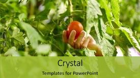  Presentation with agriculture greenhouse - Presentation theme featuring farming gardening agriculture harvest background and a yellow colored foreground