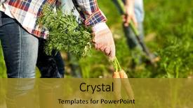  Presentation with carrots - Cool new presentation design with farming gardening agriculture harvesting backdrop and a gold colored foreground