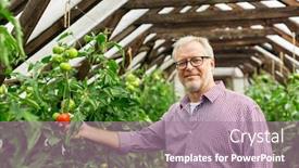  Presentation with agriculture greenhouse - Slide deck featuring farming gardening agriculture old age and people concept - senior man or farmer growing tomatoes at greenhouse on farm background and a coral colored foreground