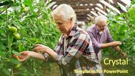  Presentation with old age - PPT theme featuring farming gardening agriculture old age and people concept - senior woman and man harvesting crop of tomatoes at greenhouse on farm background and a tawny brown colored foreground