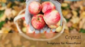  Presentation with farming - PPT layouts consisting of farming gardening harvesting and people concept - woman hands holding apples over wicker basket at autumn garden background and a gold colored foreground
