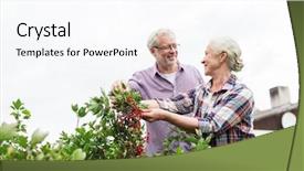  Presentation with currant - PPT layouts consisting of farming gardening old age background and a pink colored foreground