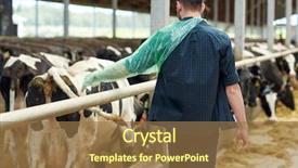  Presentation with animal agriculture - Slides with glove with herd of cow background and a coral colored foreground