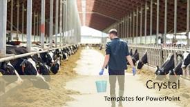  Presentation with animal husbandry - PPT theme featuring farming people and animal husbandry background and a lemonade colored foreground