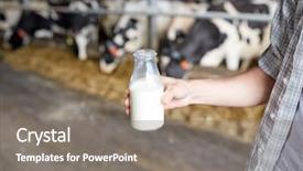  Presentation with animal husbandry - Presentation theme enhanced with farming people and animal husbandry background and a gray colored foreground