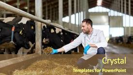  Presentation with animal cow - Audience pleasing theme consisting of veterinarian or doctor feeding cow backdrop and a tawny brown colored foreground