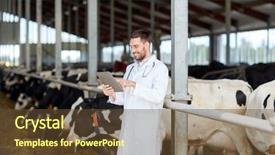  Presentation with agriculture industry - Audience pleasing theme consisting of farming people and animal husbandry backdrop and a tawny brown colored foreground