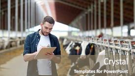  Presentation with animal agriculture - Cool new slides with clipboard and cows in cowshed backdrop and a coral colored foreground