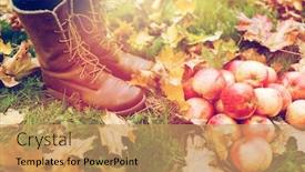  Presentation with farming - Theme with farming season gardening harvesting and people concept - woman feet in boots with apples and autumn leaves background and a coral colored foreground