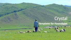  Presentation with chinese chinese - Theme with farming sheep lamb - chinese shepherd background and a gray colored foreground