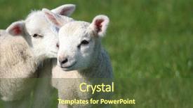  Presentation with farming - Amazing presentation theme having farming sheep lamb - secret backdrop and a tawny brown colored foreground