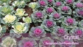  Presentation with purple green - PPT layouts enhanced with farming vegetable - flower of home grown green background and a violet colored foreground