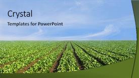  Presentation with agricultural - Amazing presentation design having fresh homemade guacamole in the bowl in the bowl backdrop and a tawny brown colored foreground
