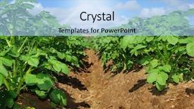  Presentation with sky sun - PPT theme enhanced with farming vegetable - potato field with sky background and a light blue colored foreground