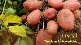  Presentation with potato - Audience pleasing presentation consisting of farming vegetable - potato plant with tubers digging backdrop and a tawny brown colored foreground