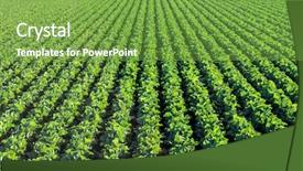  Presentation with rich - Amazing presentation design having farming vegetable - rich green agricultural fields backdrop and a seafoam green colored foreground