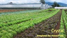 Presentation with greenhouse - Theme featuring farming vegetable - rows of salad in front background and a tawny brown colored foreground