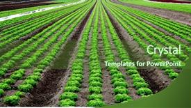  Presentation with agriculture field - Colorful PPT layouts enhanced with farming vegetable - rows of salad backdrop and a tawny brown colored foreground