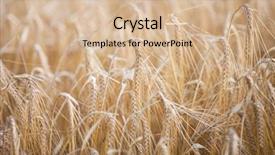  Presentation with sunshine - Theme featuring farming warming - ripe barley lat hordeum background and a lemonade colored foreground