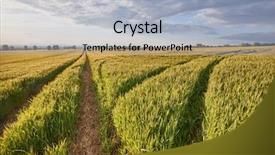  Presentation with farming - Beautiful PPT layouts featuring farming warming - wheat plants on an agricultural backdrop and a light blue colored foreground