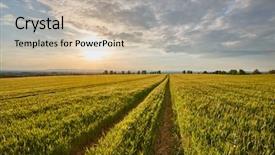  Presentation with agricultural - PPT theme with farming warming - wheat plants on an agricultural background and a soft green colored foreground