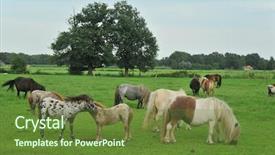  Presentation with farmland - Slides with farmland full with american mini horses background and a tawny brown colored foreground