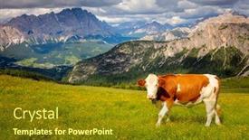  Presentation with cow milk - Amazing presentation theme having farmland-landscape-with-cow backdrop and a tawny brown colored foreground