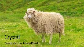  Presentation with shepherd sheep - Slides consisting of faroese sheep on green meadow background and a gold colored foreground