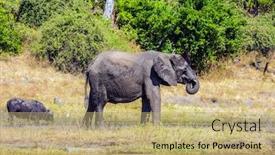  Presentation with elephants - Slide deck having fascinating journey to africa chobe national park in botswana watering large animals in the okavango delta elephants background and a coral colored foreground