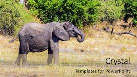  Presentation with elephants - Presentation theme with fascinating journey to africa watering large animals in the okavango delta elephants chobe national park in botswana background and a coral colored foreground