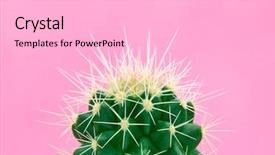  Presentation with minimal - Presentation consisting of fashion cactus on pink paper background and a light gray colored foreground