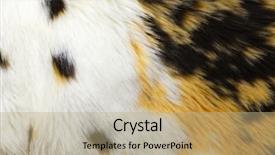  Presentation with color - Audience pleasing slide set consisting of fashion fur artificial color fur backdrop and a coral colored foreground