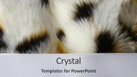  Presentation with color - Amazing presentation design having fashion fur artificial color fur backdrop and a  colored foreground