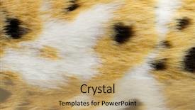  Presentation with color - Beautiful slide set featuring fashion fur artificial color fur backdrop and a  colored foreground