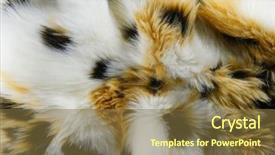  Presentation with color - Colorful presentation theme enhanced with fashion fur artificial color fur backdrop and a  colored foreground