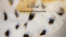  Presentation with indian luxury fashion - Presentation design enhanced with fashion fur artificial color fur background and a  colored foreground