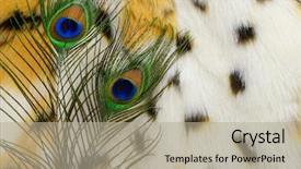  Presentation with peacock - PPT theme having fashion fur artificial color fur background and a mint green colored foreground