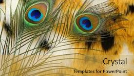  Presentation with color - Audience pleasing slide set consisting of fashion fur artificial color fur backdrop and a yellow colored foreground