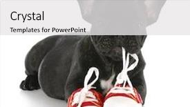  Presentation with running shoes - Presentation theme consisting of fashion week - french bulldog puppy chewing background and a white colored foreground