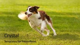  Presentation with border - Presentation theme with fast border collie running background and a gold colored foreground
