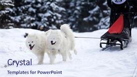  Presentation with dog sled - Amazing presentation design having fast furious - dog sled run samoyeds backdrop and a sky blue colored foreground