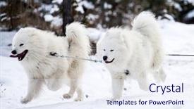  Presentation with dog sled - Slide set having fast furious - dog sled run samoyeds background and a sky blue colored foreground