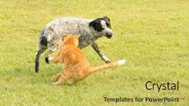  Presentation with cat dog - Slide set consisting of fast furious - ginger tabby cat swatting background and a yellow colored foreground