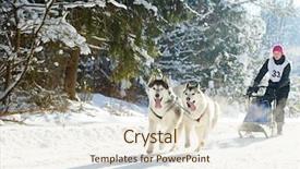  Presentation with dog sled - Amazing PPT layouts having fast furious - husky sled dog racing backdrop and a lemonade colored foreground