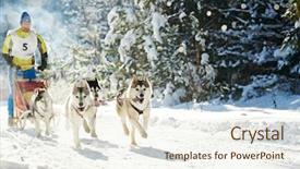  Presentation with dog sled - Presentation theme having fast furious - husky sled dog racing background and a cream colored foreground