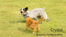  Presentation with cat dog people - Slide deck with fast furious - orange tabby cat doing background and a yellow colored foreground