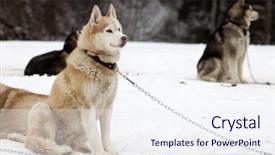  Presentation with dogs - Presentation theme featuring confidential top secret classified personal information road sign billboard background and a seafoam green colored foreground