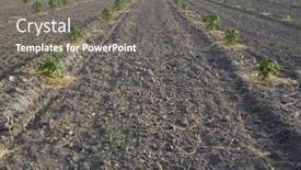  Presentation with growing tree - Beautiful presentation theme featuring fast growing tree paulownia field backdrop and a gray colored foreground