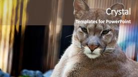  Presentation with zoo - Beautiful presentation theme featuring fast lion - closeup of a cougar backdrop and a  colored foreground