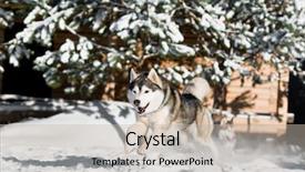  Presentation with siberian husky dog black - Audience pleasing slide deck consisting of pep - fast running adorable siberian husky backdrop and a mint green colored foreground